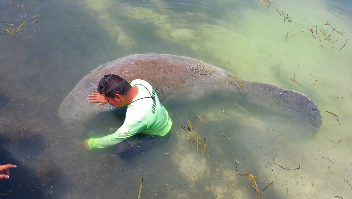 Exhorta Profauna a evitar contacto con el manatí en Playa Bonita, Campeche