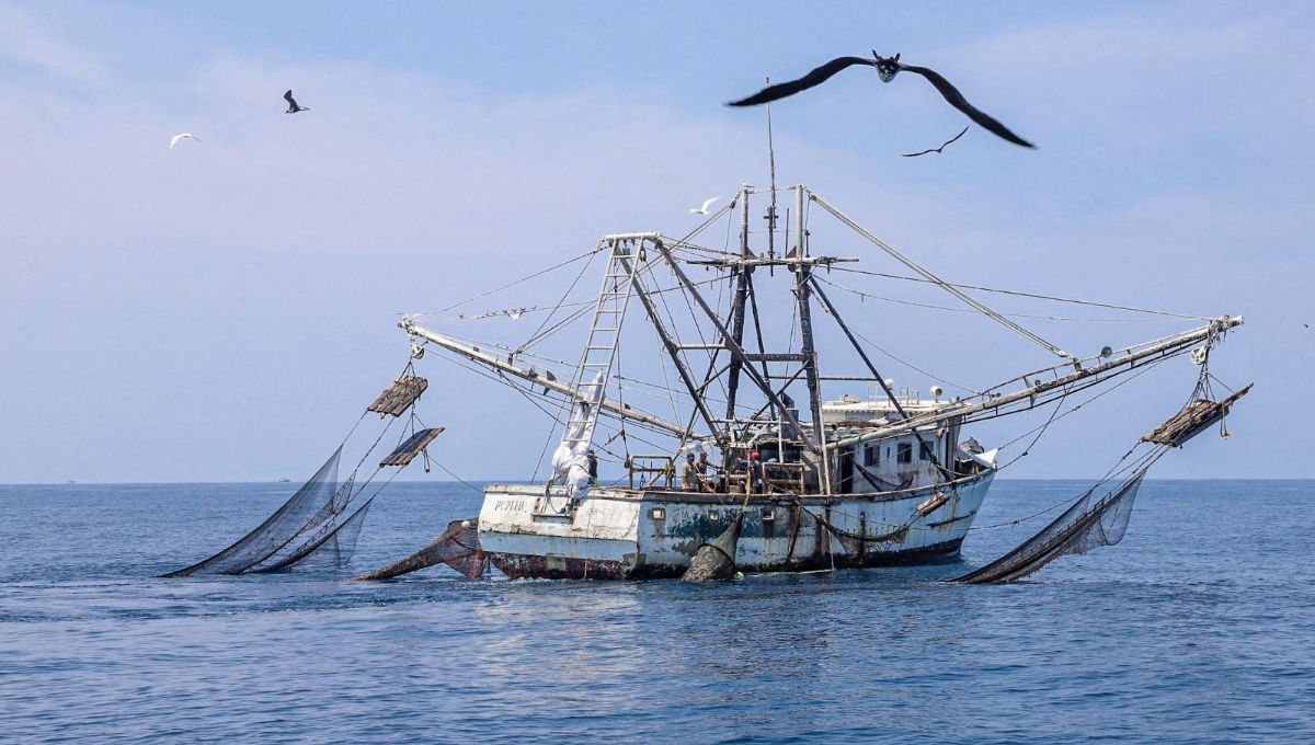 Canaco Campeche pide denunciar la pesca ilegal del camarón