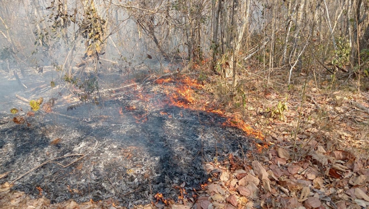 Secretaría de Medio Ambiente registra dos incendios forestales durante el 2024 en Campeche
