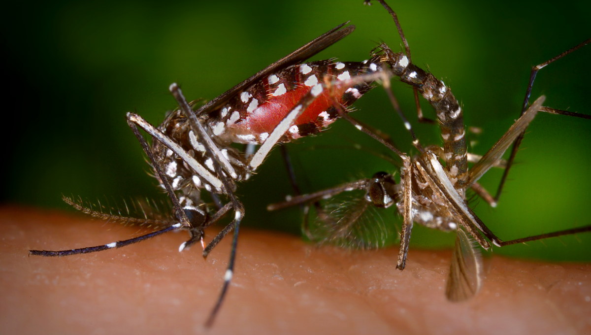 Incrementan casos de dengue en Campeche; hay 394 acumulados en 2024