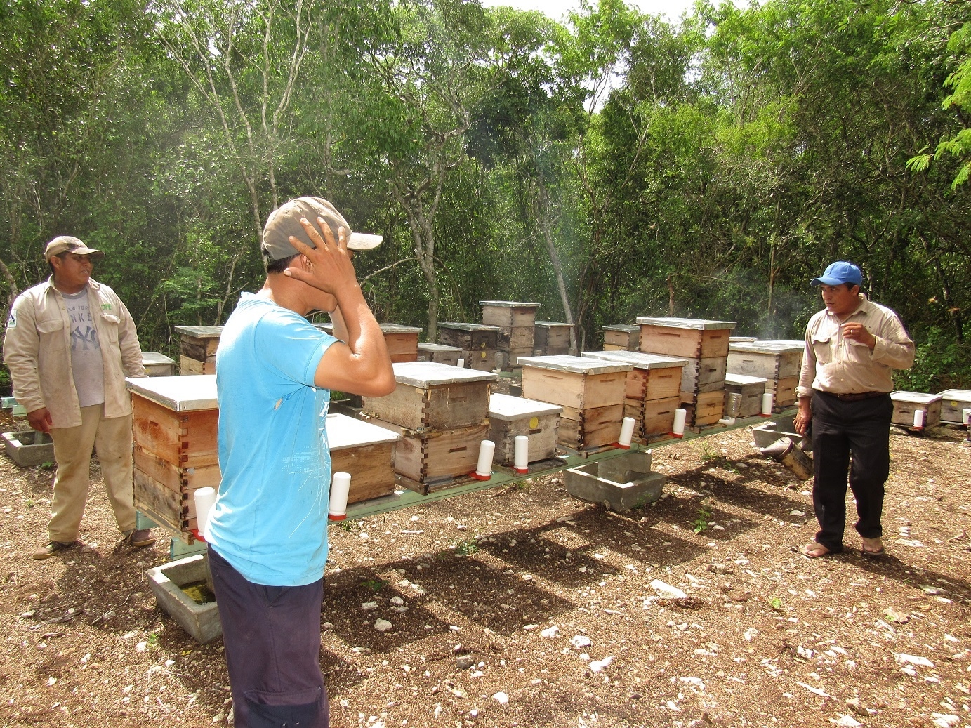 En lo que va del año se ha perdido al menos medio millar de colmenas en 6 comisarías del Oriente de Yucatán