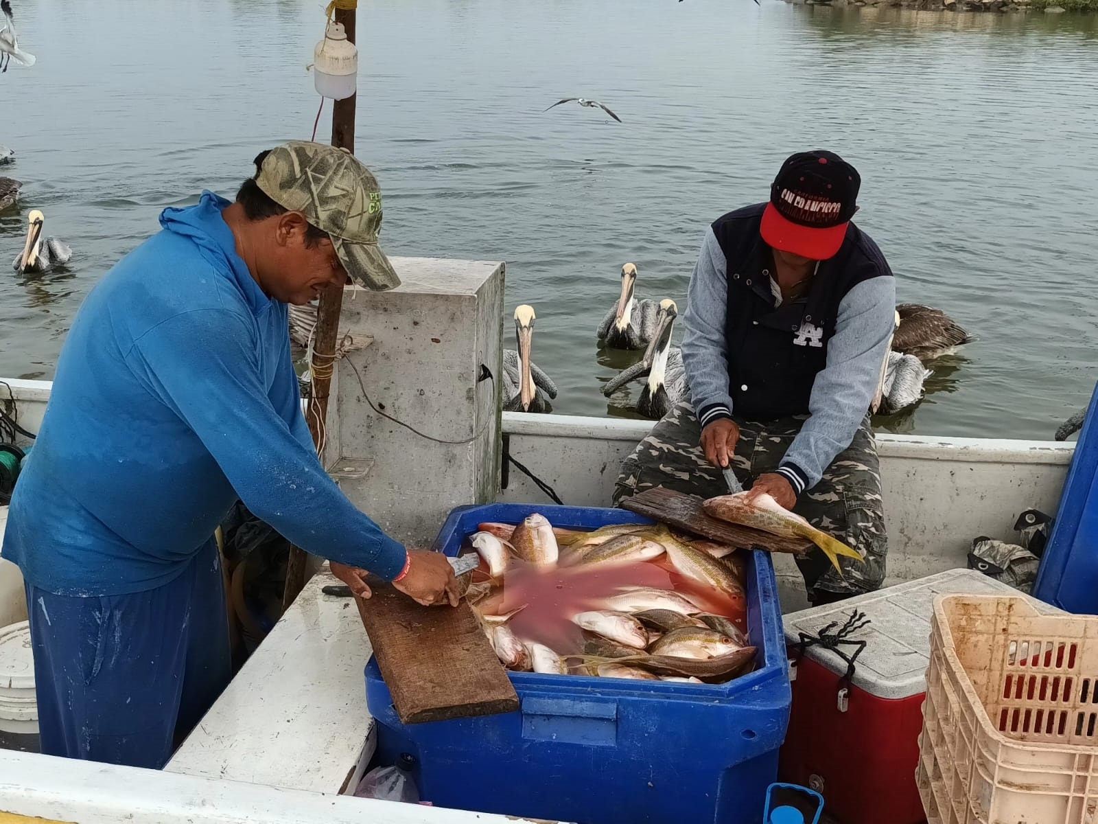 La mayoría de los pescadores espera que se establezca el precio del mero