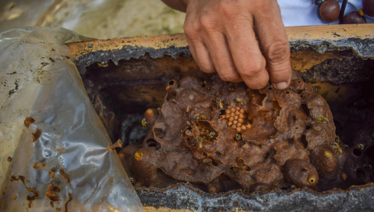 ¡Alerta en la apicultura en Yucatán! Se ha perdido el 35% de las abejas