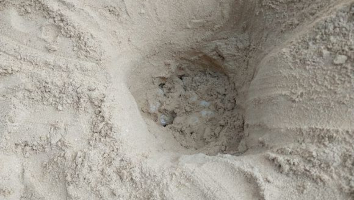 Playa de los cerditos en Progreso registra la primera anidación de tortugas de la temporada