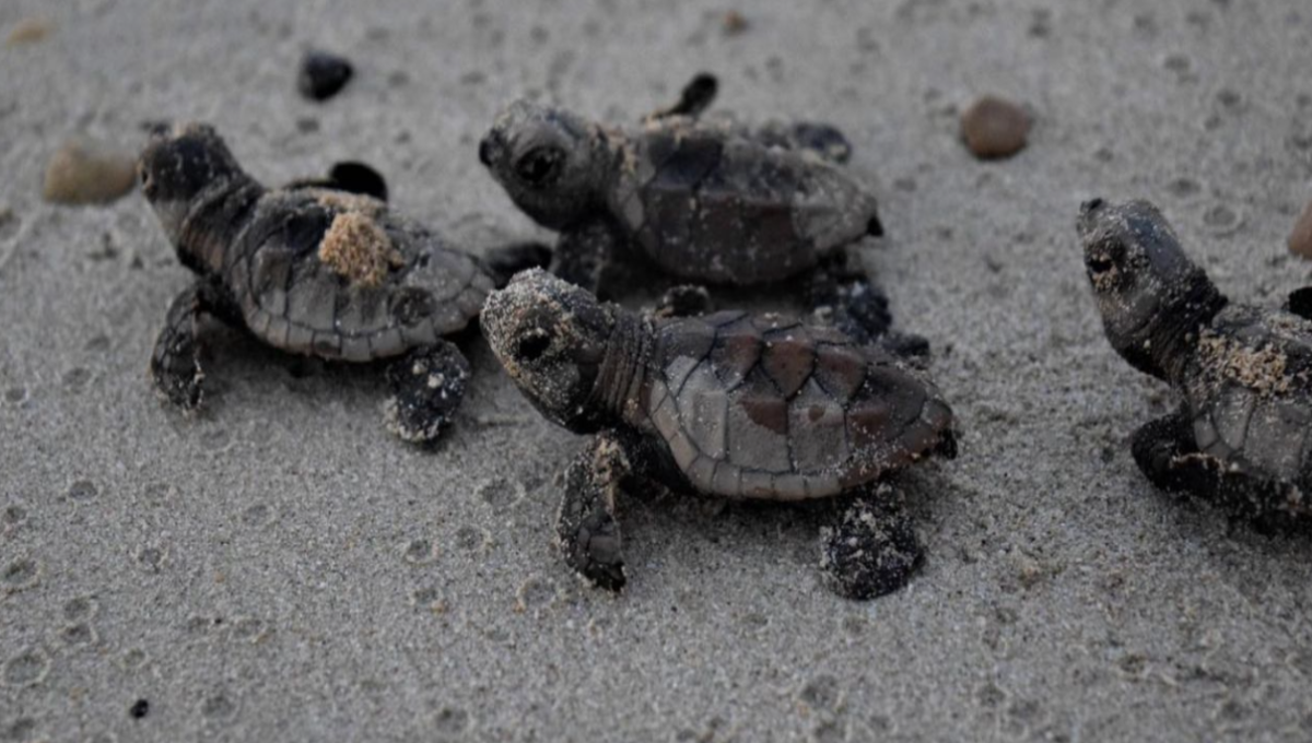 Campeche: En el balneario de Playa Bonita ya tienen los primeros reportes de huellas de tortugas