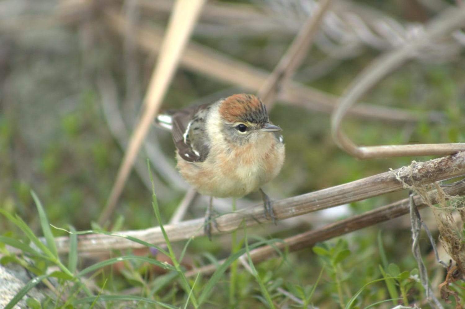 Son diferentes tipos de aves las que se observan en el Parque Punta Sur de Cozumel