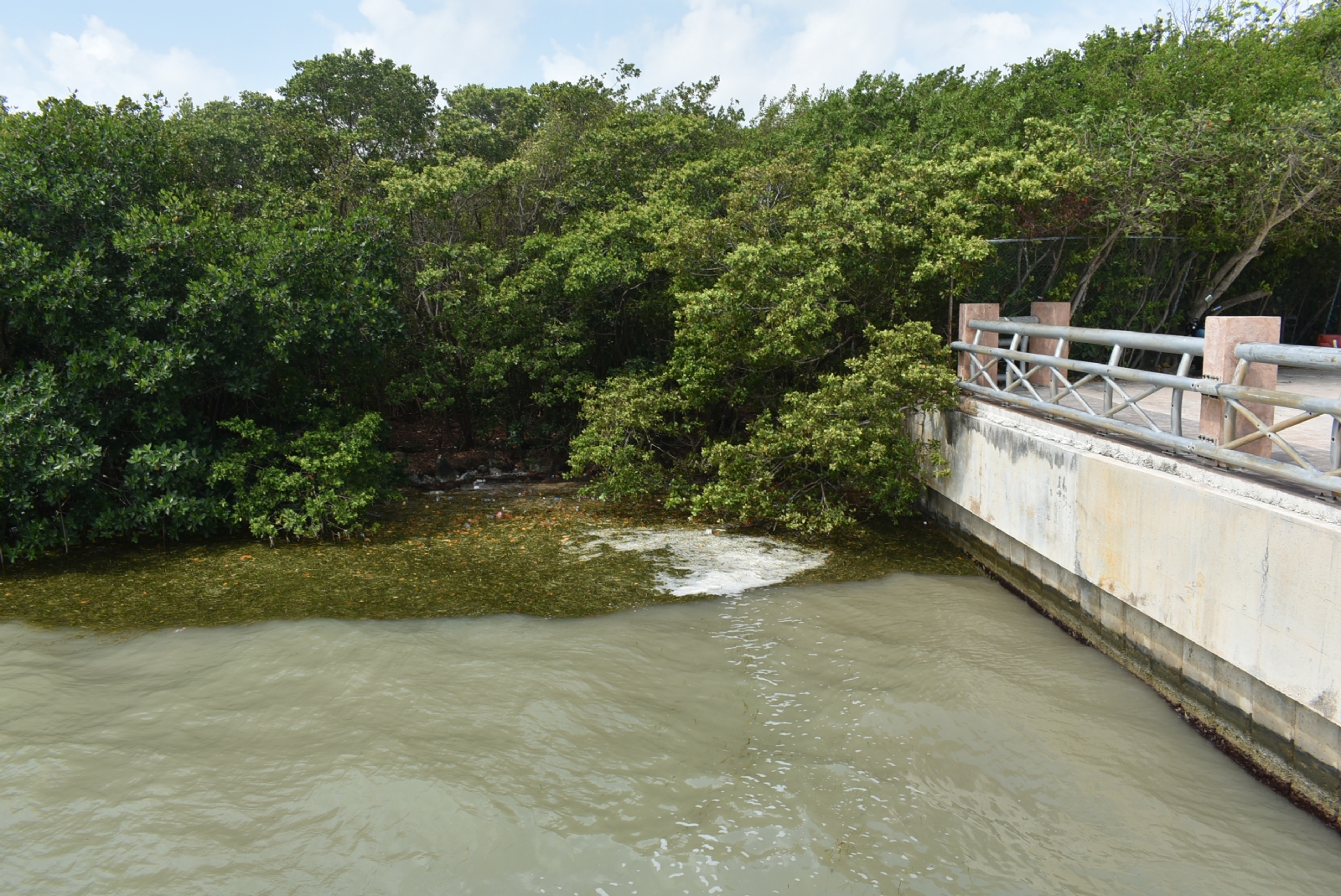 Laguna Nichupté de Cancún, un foco de infección; basura pone en riesgo a la fauna marina