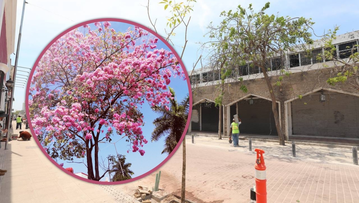 Árboles de Maculís rosa adornarán el Corredor Turístico y Gastronómico de Mérida