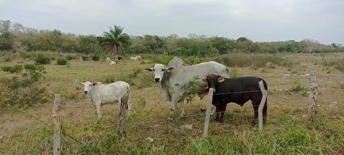 Sequía mata de hambre al ganado en Tizimín, Yucatán