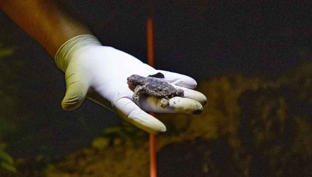 Conservación de tortuga marina en Campeche, ha protegido a más de 30 mil nidos