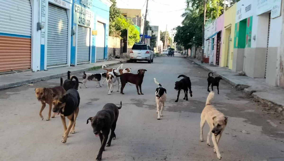 Perros callejeros atacan a dos abuelitos en el parque municipal de Acanceh