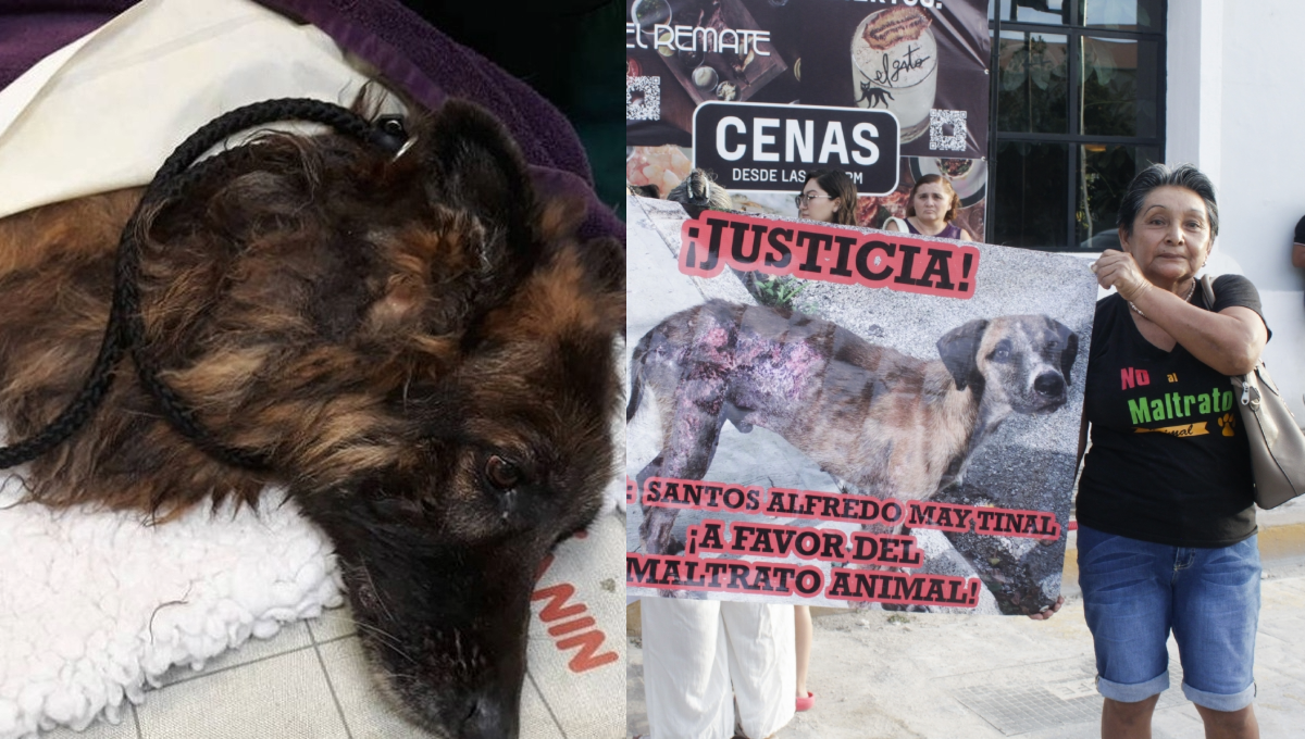 Agresor de 'Negrito', el perro mutilado en Umán, permanecerá en prisión