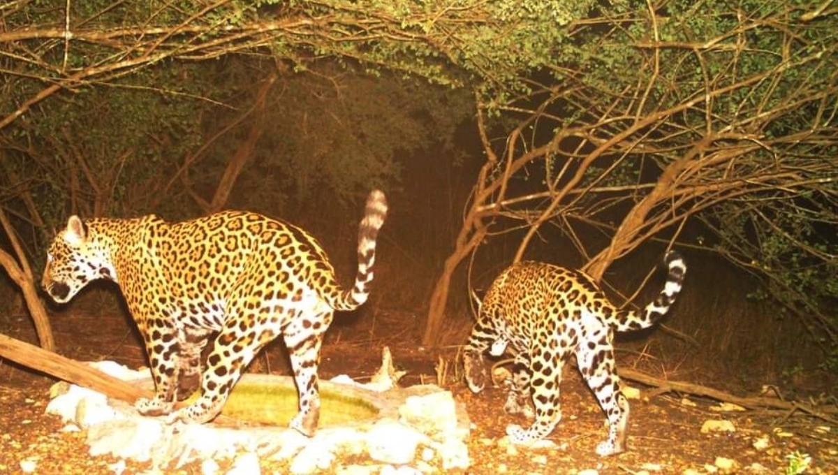 Especialistas rescatan a 12 jaguares que habitan en la selva de Yucatán