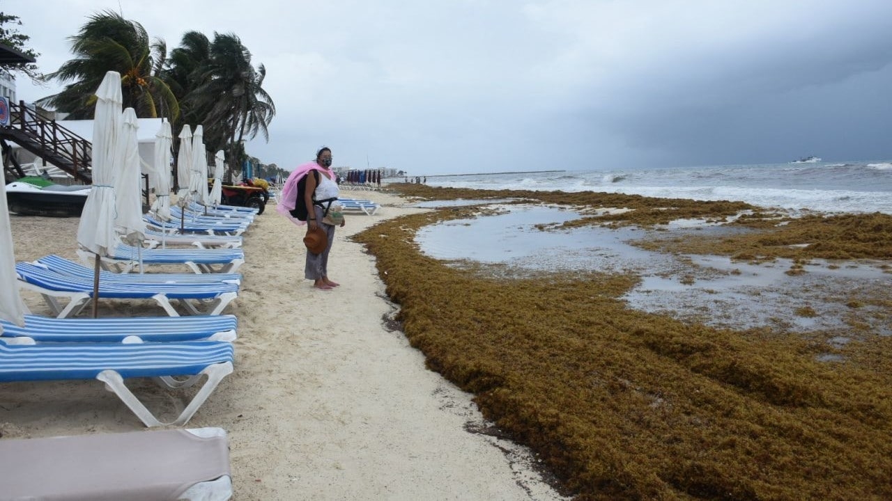 Reportan grandes cantidades de sargazo en Playa del Carmen