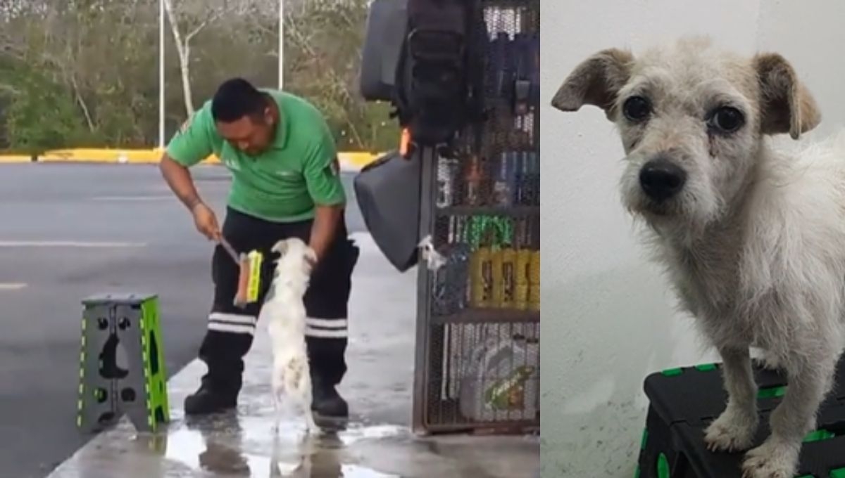 Trabajador de gasolinera se viraliza por bañar a perro para protegerlo del calor en Calkiní: VIDEO