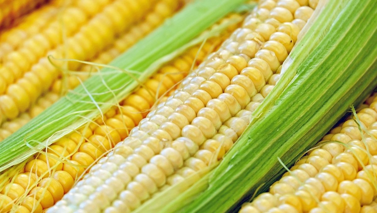 ¿De cuánto sería la producción total de maíz blanco en el resto de México?