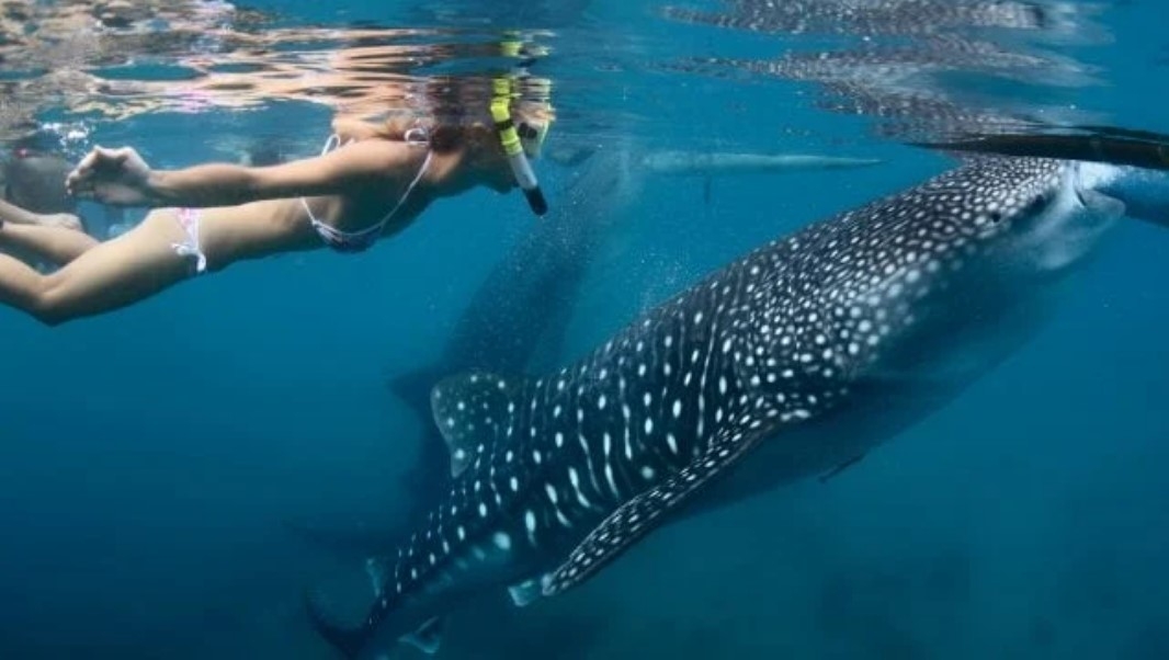 Abrirán viajes para nadar con tiburones ballena en Isla Mujeres, Quintana Roo