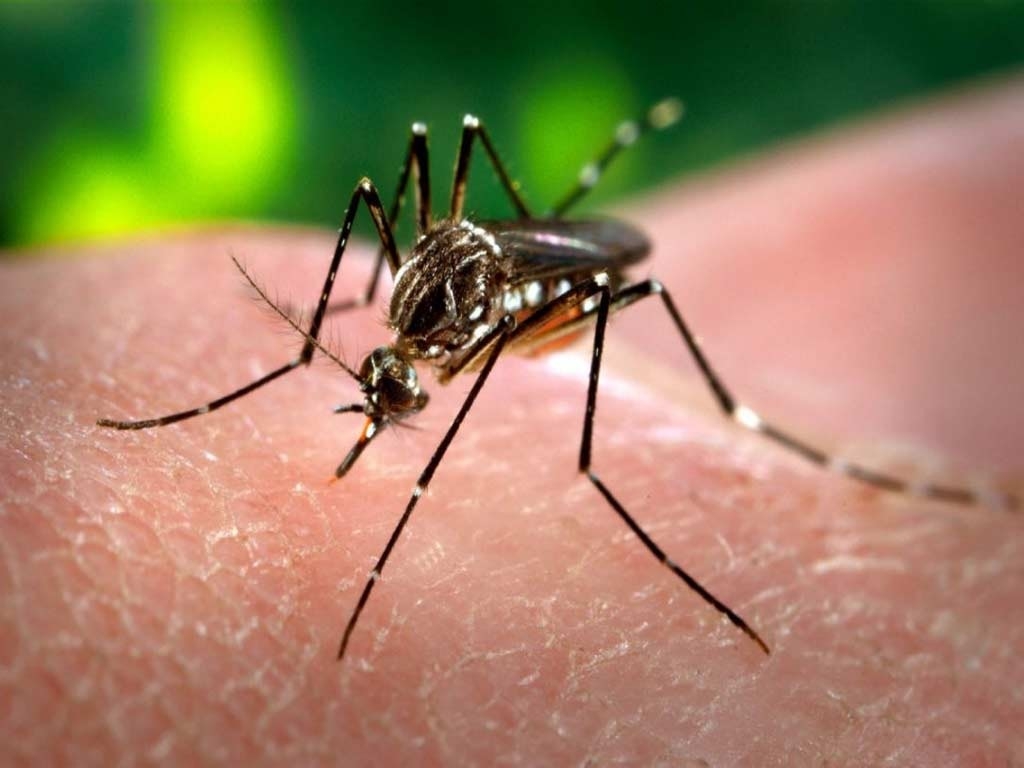 Quintana Roo, cuarto estado de México con más casos de dengue durante 2024