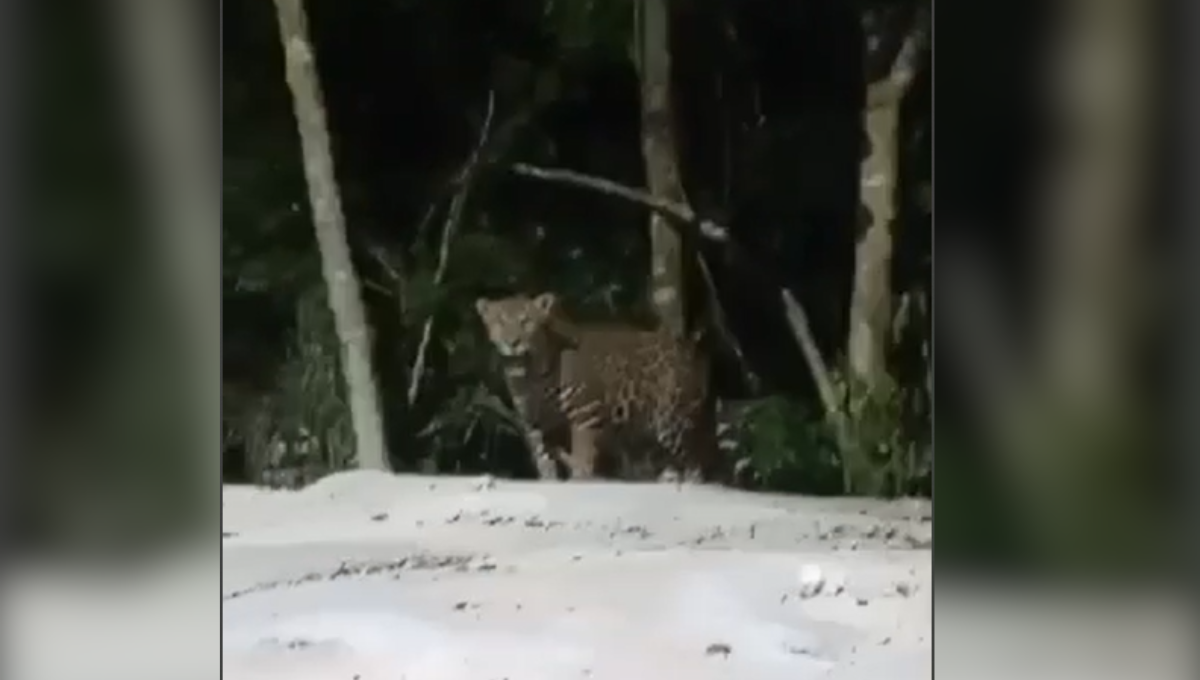 Captan jaguar en tramos del Tren Maya en Campeche: VIDEO