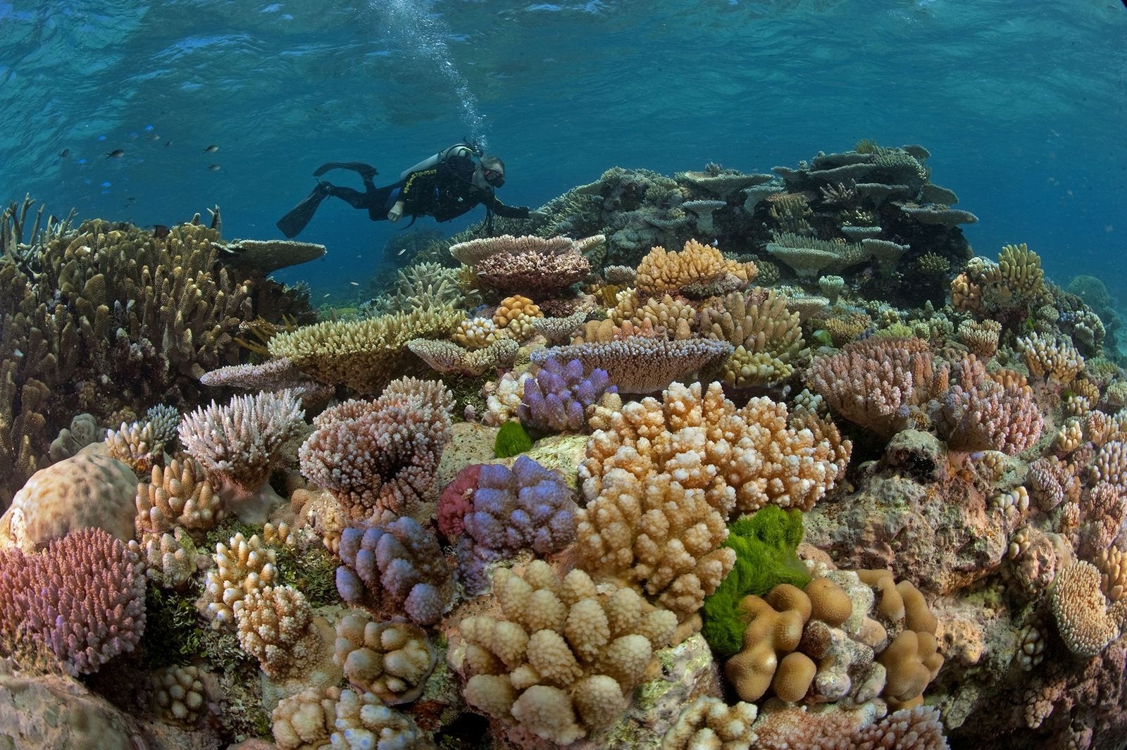 El coral. Великий Барьерный риф Австралия. Большой коралловый риф в Австралии. Большой Барьерный риф Австралия подводный мир. Кораллы большого барьерного рифа Австралия.