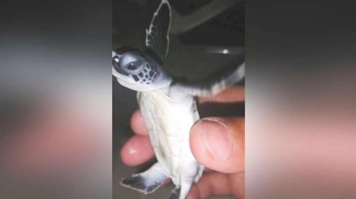 Gamma y Delta arrasaron con mil nidos de tortuga en Isla Aguada