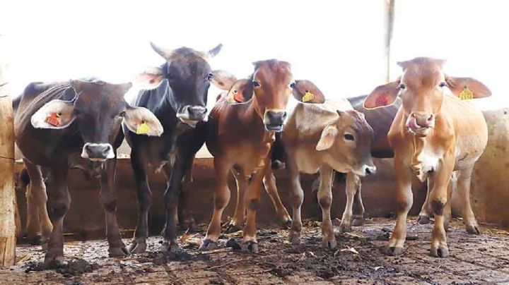 Producción de leche en Tizimín disminuye un 60% debido a las lluvias