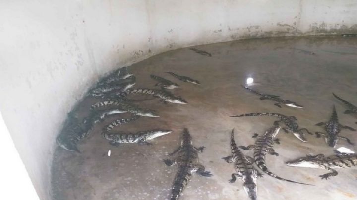 Desechos del pez topota son utilizados para alimentar cocodrilos en Palizada