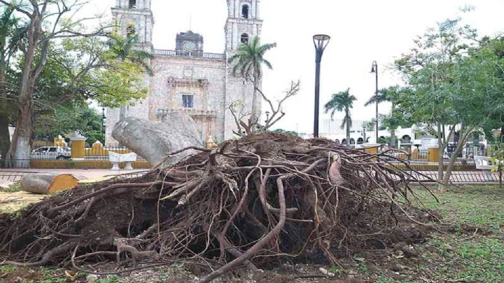 Tormenta Gamma y Huracán Delta derribaron 390 árboles en Valladolid