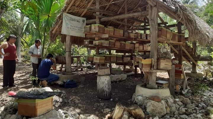 Apicultura de la zona maya en riesgo por daños en las colmenas