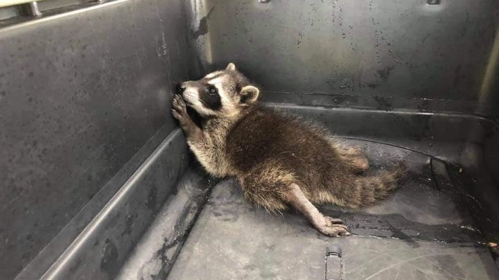 Asociación rescata cría de mapache atropellado en Mahahual