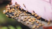 Yucatán y Campeche, los estados con mayor producción de miel en México: INFOGRAFÍA