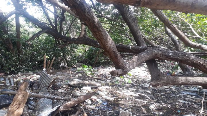 Reportan depredación en la Laguna de Guadalupe de Ciudad del Carmen