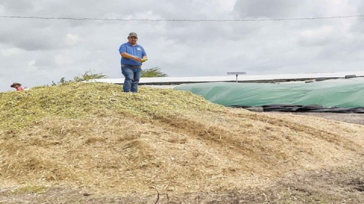 Productores de Candelaria prevén cosechar 14 mil hectáreas de diferentes cultivos