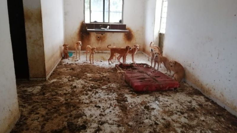 Dejan a 15 perros abandonados en una casa de Chetumal