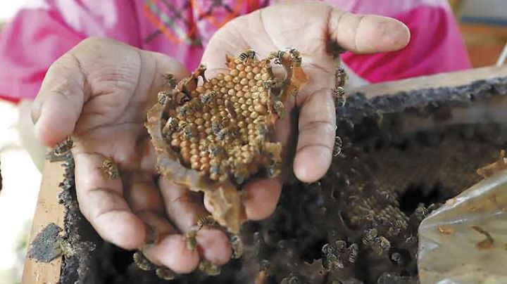 Dulce reencuentro en la comisaría de Xcunyá: abejas regresan a la colmena