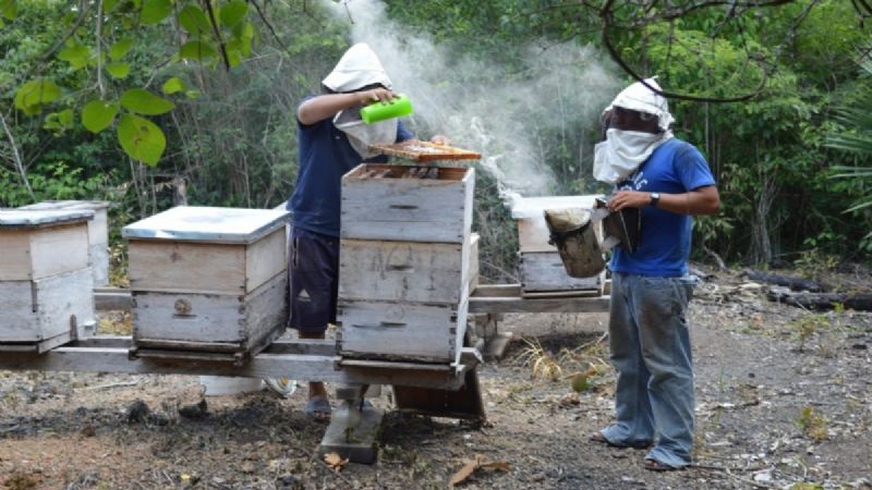 Apicultores de Quintana Roo reportan la pérdida de 6 mil colmenas