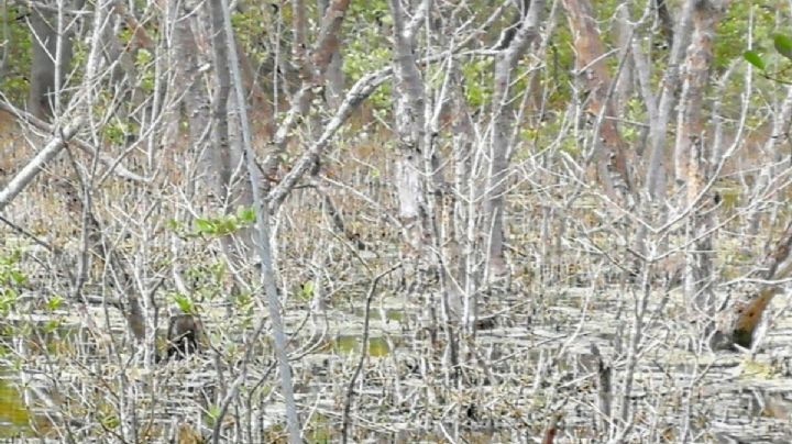 Piden atender los manglares ubicados en Isla Arena