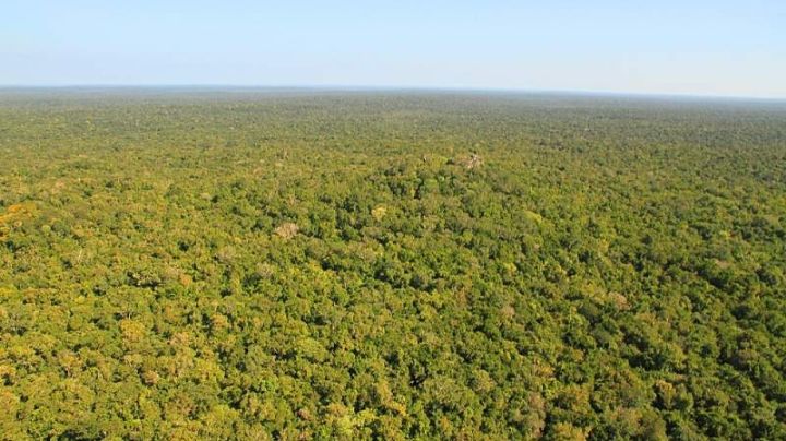 Deforestación de la selva maya afecta a 16 mil familias apicultoras
