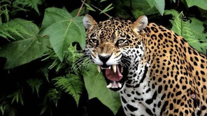 Jaguar, el gran felino de la Península de Yucatán: INFOGRAFÍA