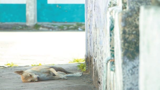 Asociaciones piden denunciar el maltrato animal ante la Fiscalía de Yucatán  | PorEsto
