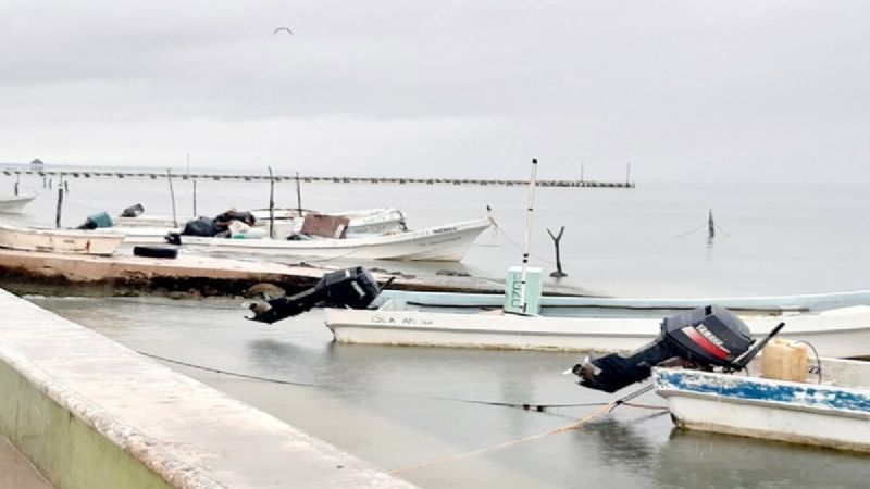 Pescadores de Isla Arena abandonan la captura de pulpo