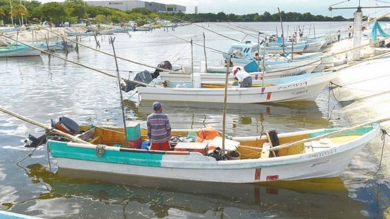 Pescadores esperan que Inapesca amplíe el periodo de captura del pulpo en Campeche