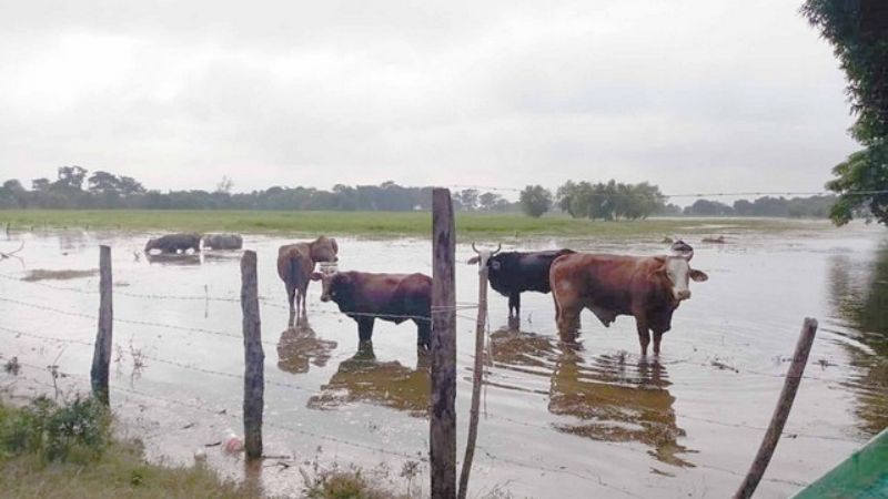 En riesgo el 30% del ganado en Palizada por inundaciones