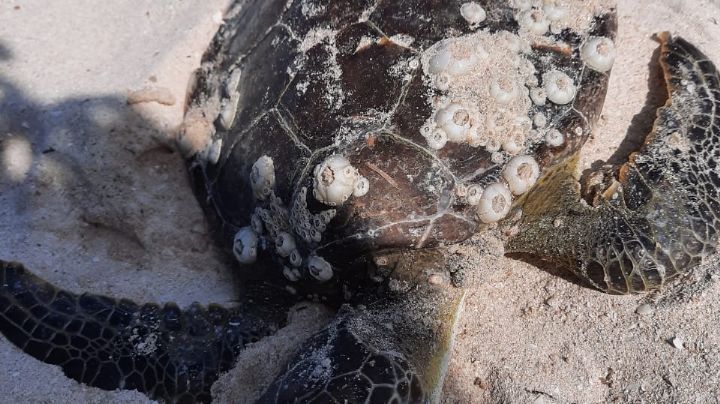 Aseguran a tres tortugas en Progreso; una de ellas fue hallada muerta