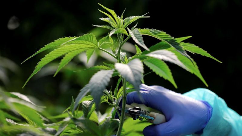 ONU reconoce propiedades medicinales de la cannabis; ya no será “droga peligrosa”