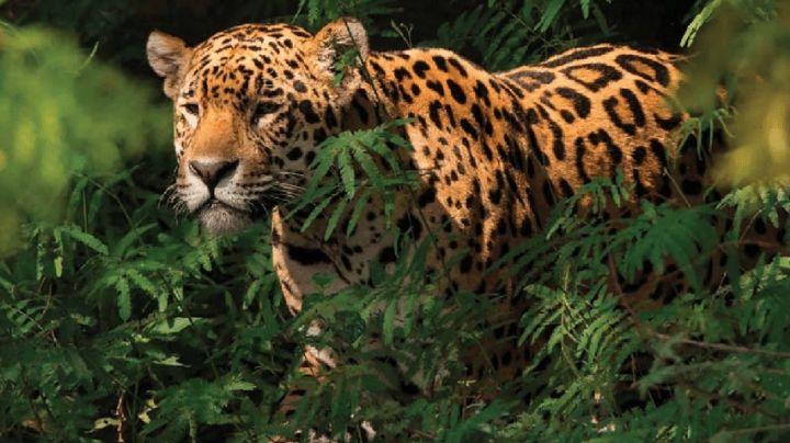 Tren Maya instrumenta Programa GATO en pro de jaguares