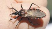 Alertan por presunto insecto causante del mal de chagas en José María Morelos