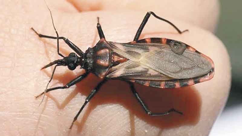Alertan por presunto insecto causante del mal de chagas en José María Morelos