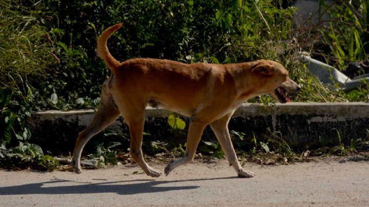 Denuncian a hombre tras patear a un perro en la avenida Gobernadores: VIDEO