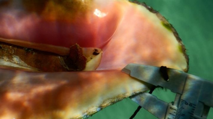 Pescadores explotan la pesca del caracol rosado en el Banco Chinchorro en Quintana Roo